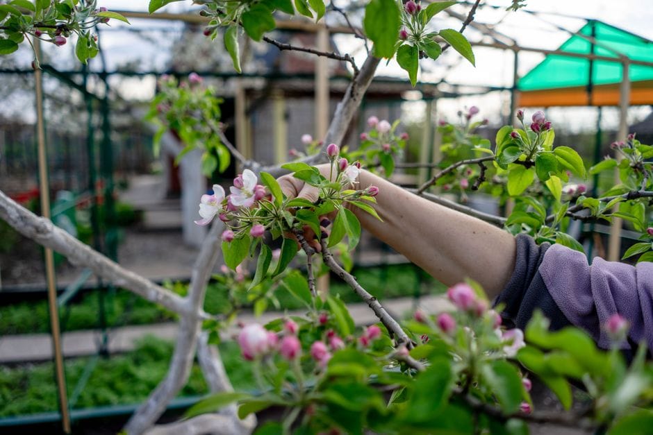 Obstbäume im Herbst schneiden: Wann sich die Schere wirklich lohnt