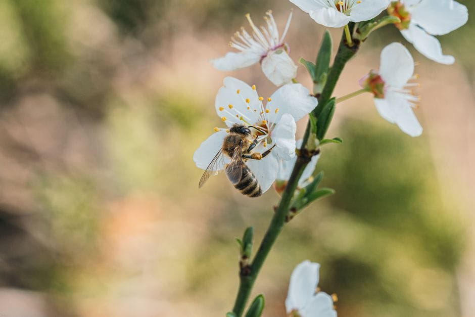 Garten bienenfreundlich gestalten: Ein Paradies für Insekten