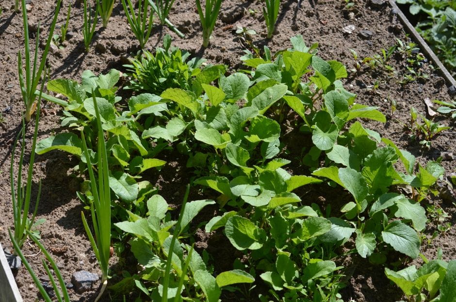 Gemüsegarten für Anfänger: Der erste Schritt zur eigenen Ernte