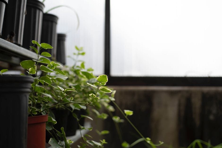 Wohnung mit Pflanzen begrünen: Grün, das auch im Winter gedeiht