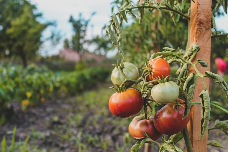 Tomaten im Juli: Warum die Hälfte der Ernte gerade jetzt platzt