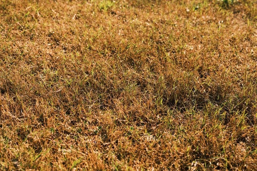 Wenn der Rasen sterben darf: Was Bewässerungsverbote wirklich bedeuten