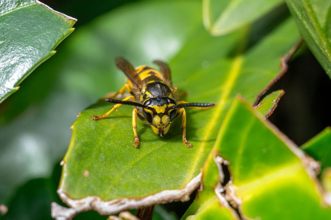 Wespenjahr 2026: Warum der Garten jetzt Wespen anzieht
