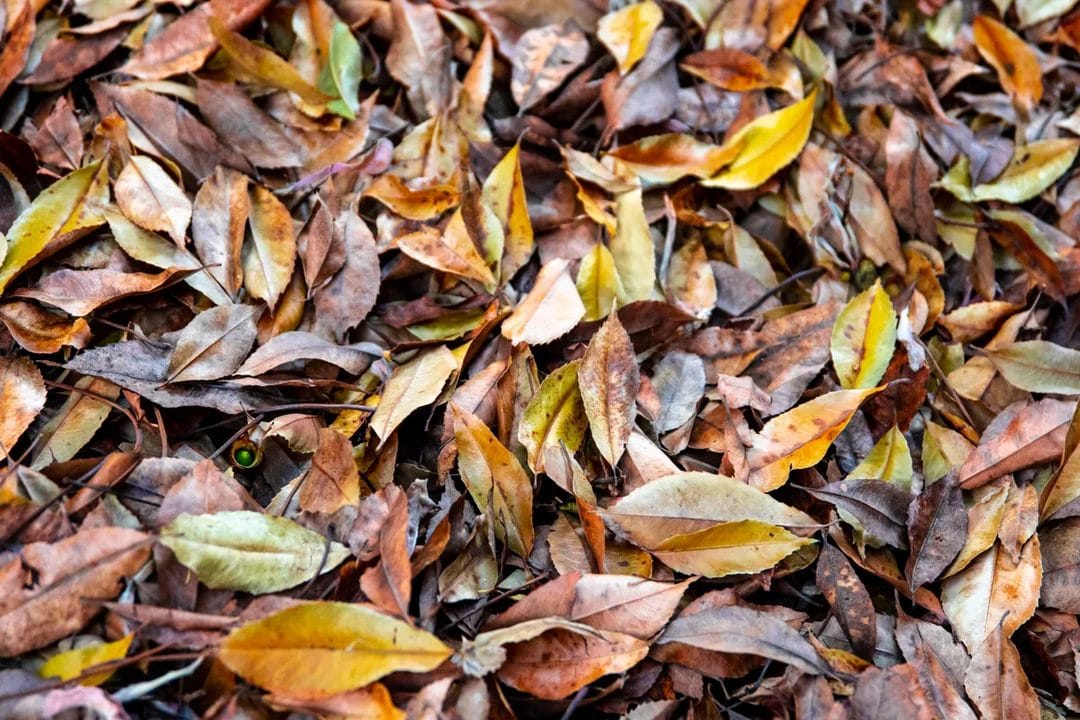 Laub im Garten sinnvoll nutzen: Kompostieren, mulchen oder liegen lassen