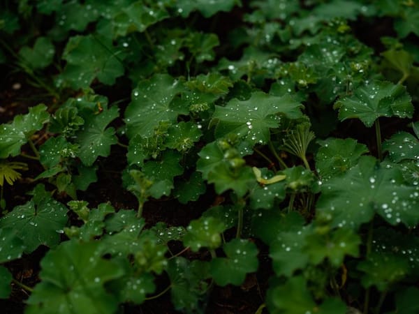 Regenwasser im Garten nutzen: Sparen, was vom Himmel fällt