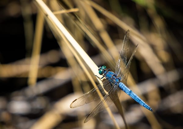 Gartenteich anlegen: Ein Stück lebendige Natur im eigenen Garten