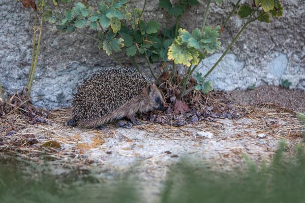 Igel und Vögel im Garten unterstützen: Tierischer Besuch das ganze Jahr