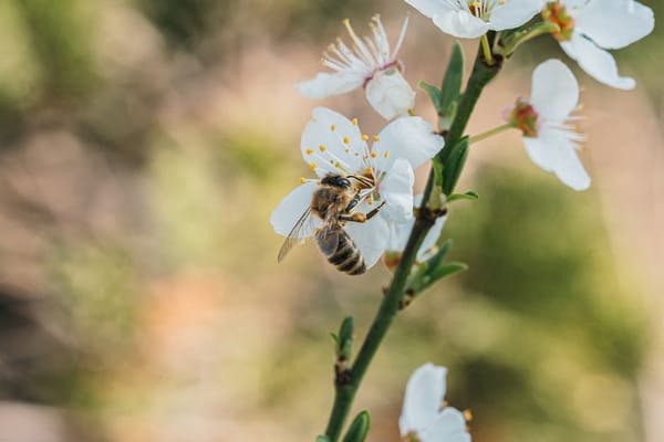 Garten bienenfreundlich gestalten: Ein Paradies für Insekten