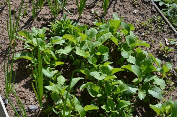 Gemüsegarten für Anfänger: Der erste Schritt zur eigenen Ernte