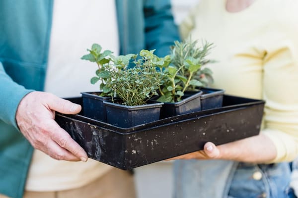 Kräutergarten auf dem Balkon: Frische Würze über der Stadt