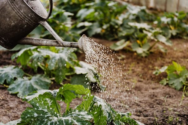 Garten gießen im Hochsommer: Wann, wie viel und womit Sie Wasser sparen