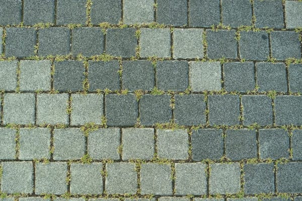 Unkraut ökologisch bekämpfen: Was im Hochsommer wirklich hilft